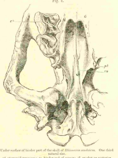 Javan skull hindpart