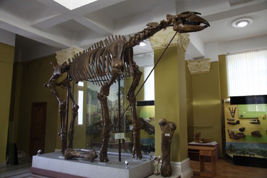 Paraceratherium (Indricotherium) transouralicum M. Pavlova, 1922, Museum of Nature, Almaty