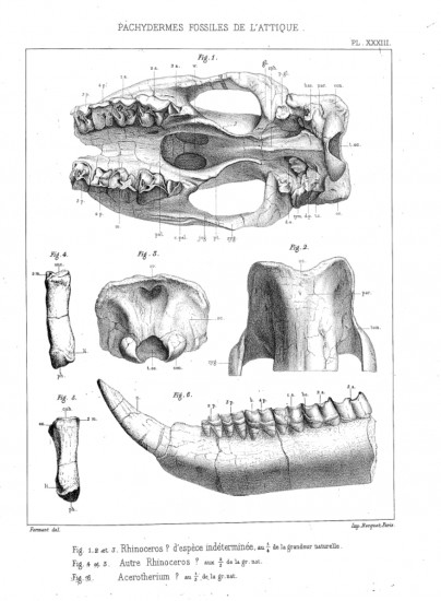 Gaudry 1862 Fossils