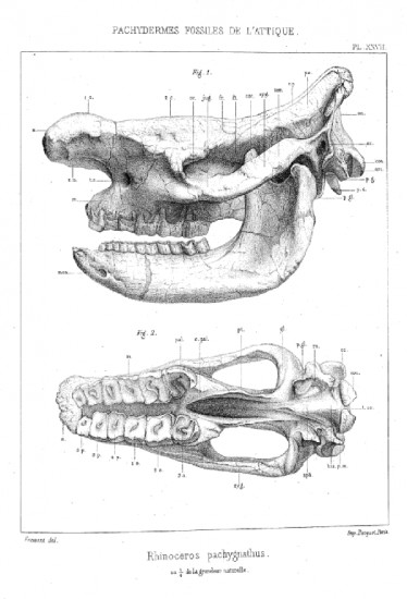 Gaudry 1862 pachygnathus skull