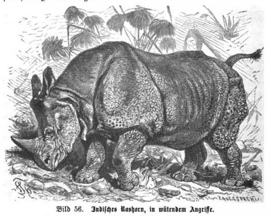 Kratz 1892 Enraged rhino