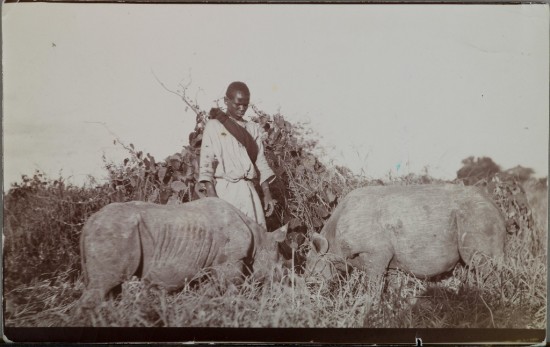 Akseli Gallen-Kallela 1910 two rhinos