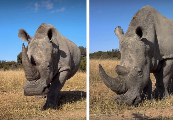 Ceratotherium simum in an African national park