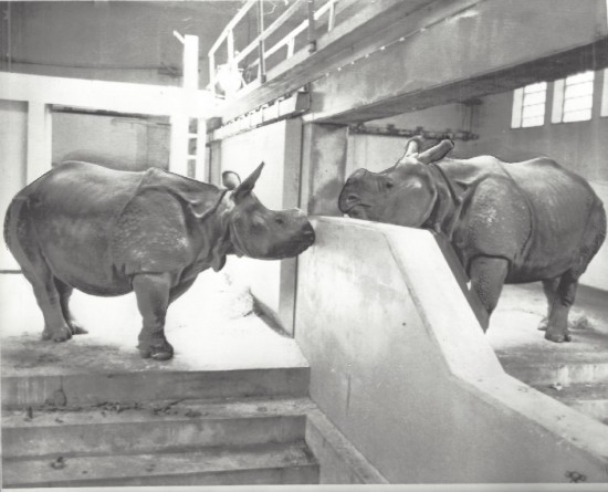 Indian rhinoceros at Washington Park Zoo (Milwaukee)