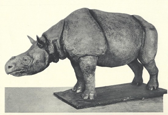 Last Javan rhinoceros on the Malay peninsula