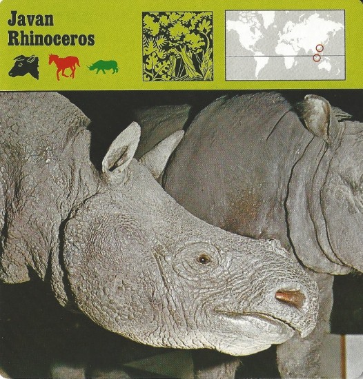 Detailed view of female Javan Rhinoceros head