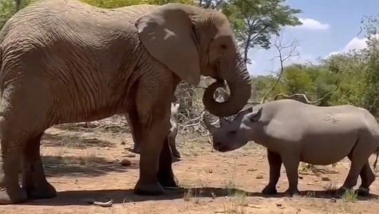 A gentle Elephant knows the Black Rhino is pregnant