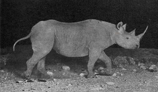 Black rhinoceros in the Northern Frontier, Kenya