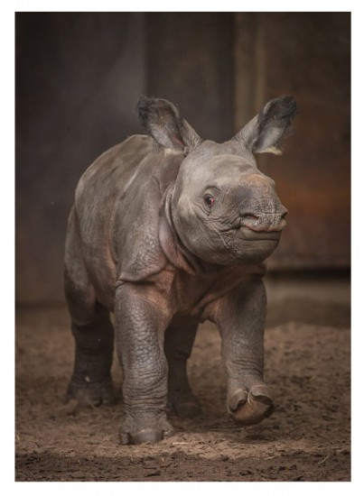 A baby Diceros bicornis (Linnaeus) at the Chester Zoo (UK)