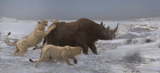 Panthera spelaea and Coelodonta antiquitatis in the tundra