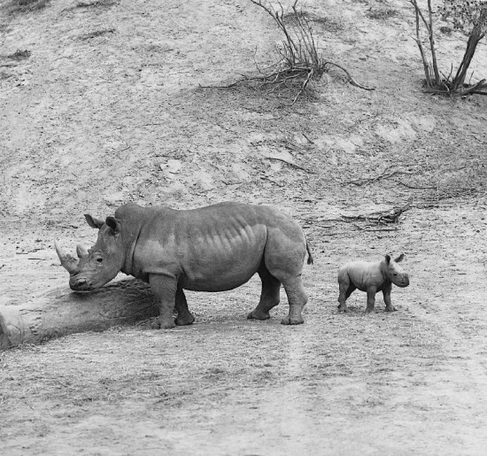 First Southern White rhinoceros born at San Diego Wild Animal Park