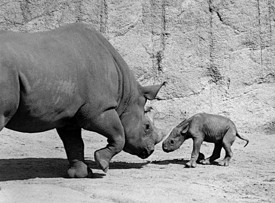 San Diego Wild Animal Park's first Black rhinoceros birth