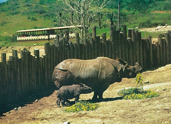 San Diego Wild Animal Park's first birth of an Indian rhinoceros