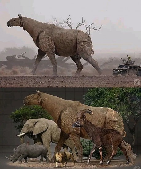 A Paraceratherium sp. reconstruction