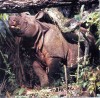 Rhinoceros sondaicus Desmarest, ...