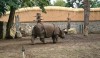 Indian rhinoceros at the Wroclaw...