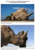 Najin, the last northern white rhino at the brink of extinction