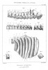 Gaudry 1862 pachygnathus vertebra