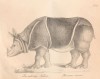 Brodtmann 1816 unicornis