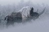 Coelodonta antiquitatis (Blum., 1799) in a cold steppe