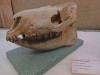 A skull of Hyracodon nebraskensis (Leidy, 1850), Oligocene of S-Dakota