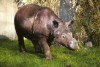 San Diego Zoo's first Sumatran rhinoceros