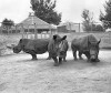 Northern White rhinoceros at San...