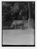 Dresden Zoo around 1930