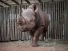 San Diego Zoo Safari Park sends Eastern Black rhino to Tanzania