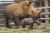 San Diego Zoo Wildlife Alliance first Southern White rhino birth by artificial insemination