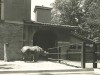 'Sada' a female Black rhinoceros at the Toledo, Ohio Zoo