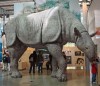 The Paraceratherium in American Museum of Natural History, New York