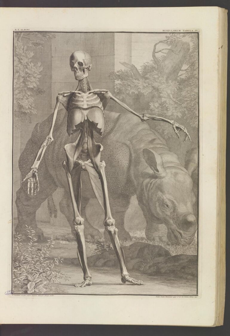 1747 Albinus Tabulae plate 4