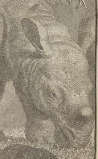 1747 Albinus Tabulae plate 4 detail