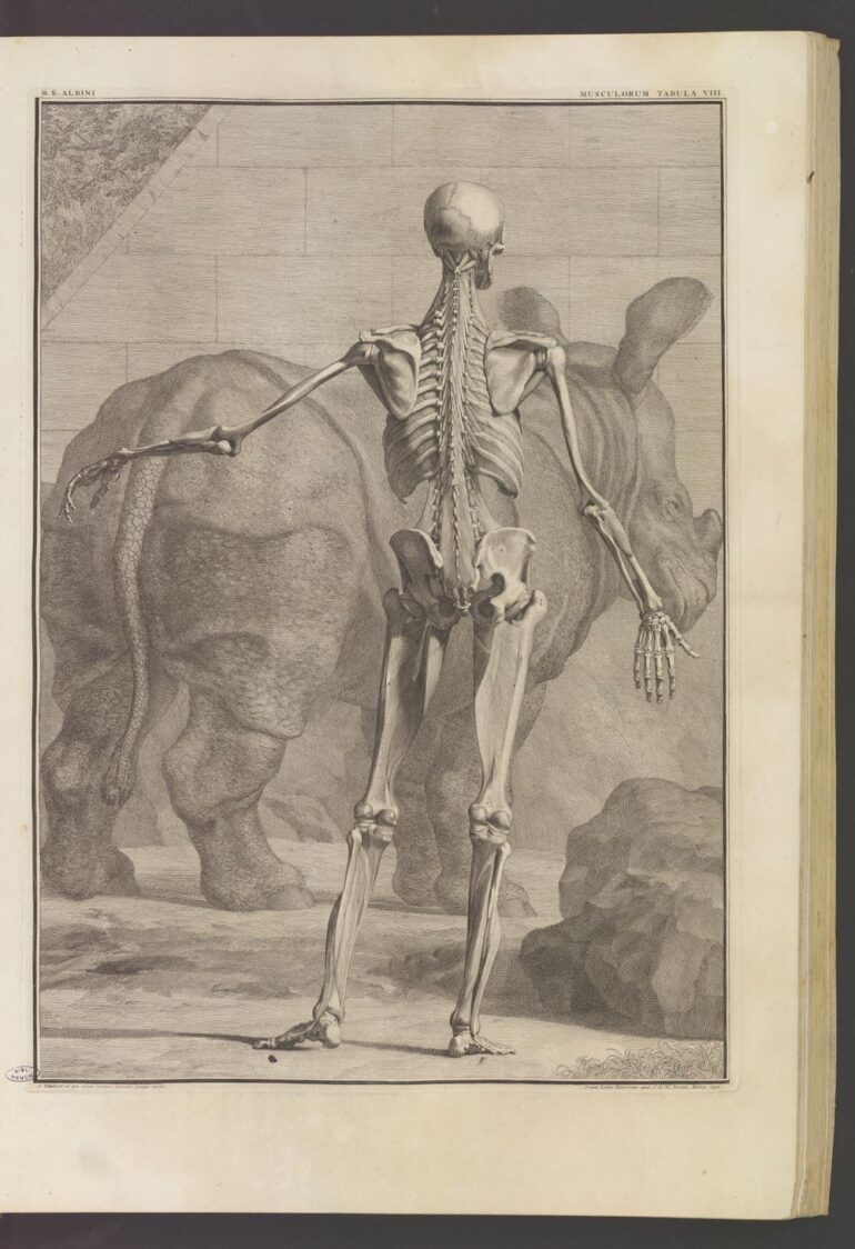 1747 Albinus Tabulae plate 8