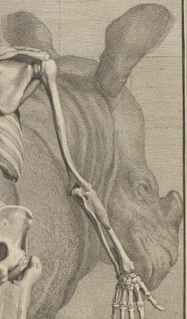 1747 Albinus Tabulae plate 8 detail