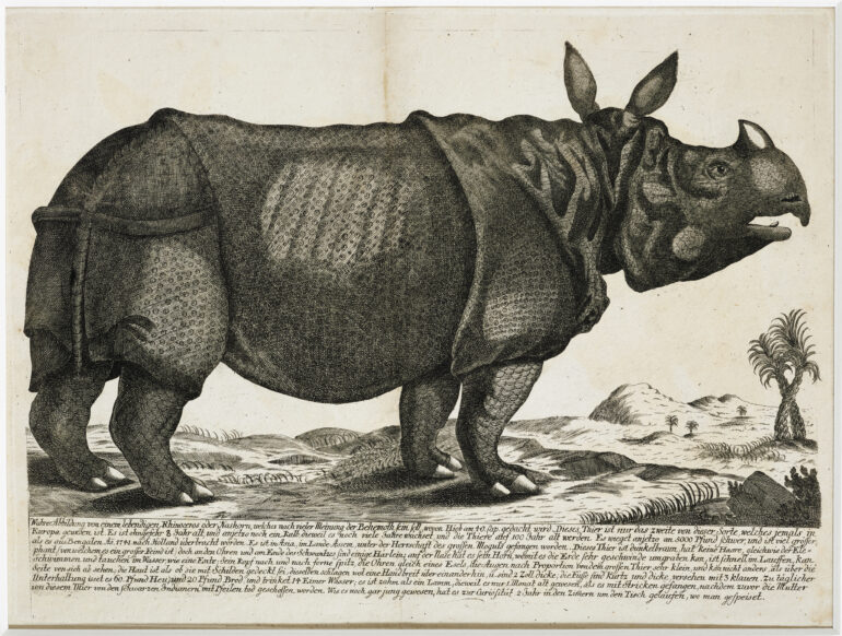 Gravures Rhinocéros collection Jim Monson N°119 Anonymeca 1747 ref R229