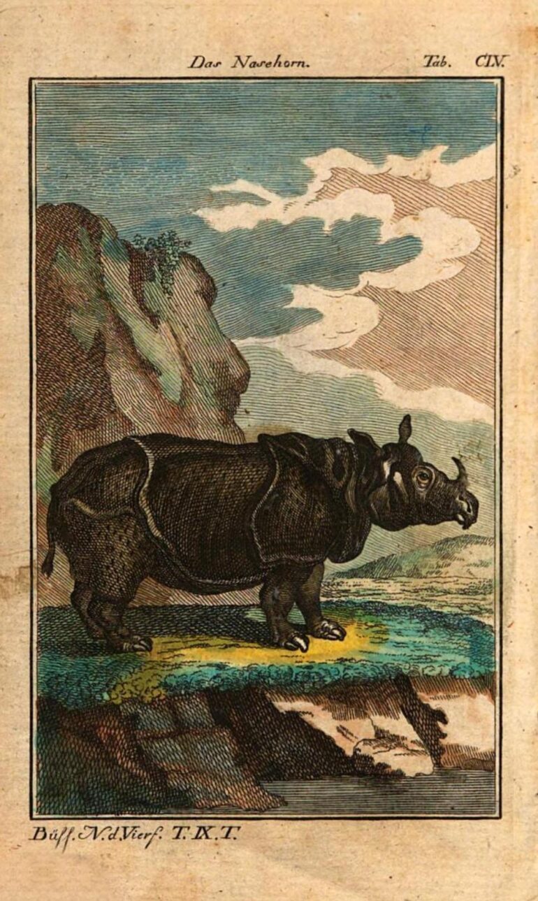 1786 Buffon vierfussigen Thiere pl CLV colour