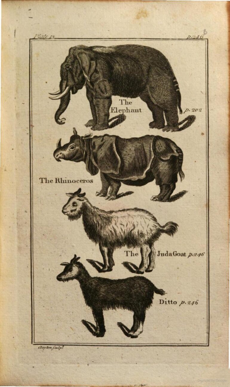 1791 Buffon Abridged Dublin 246 plate