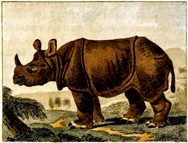 1797 Barr Buffon coloured