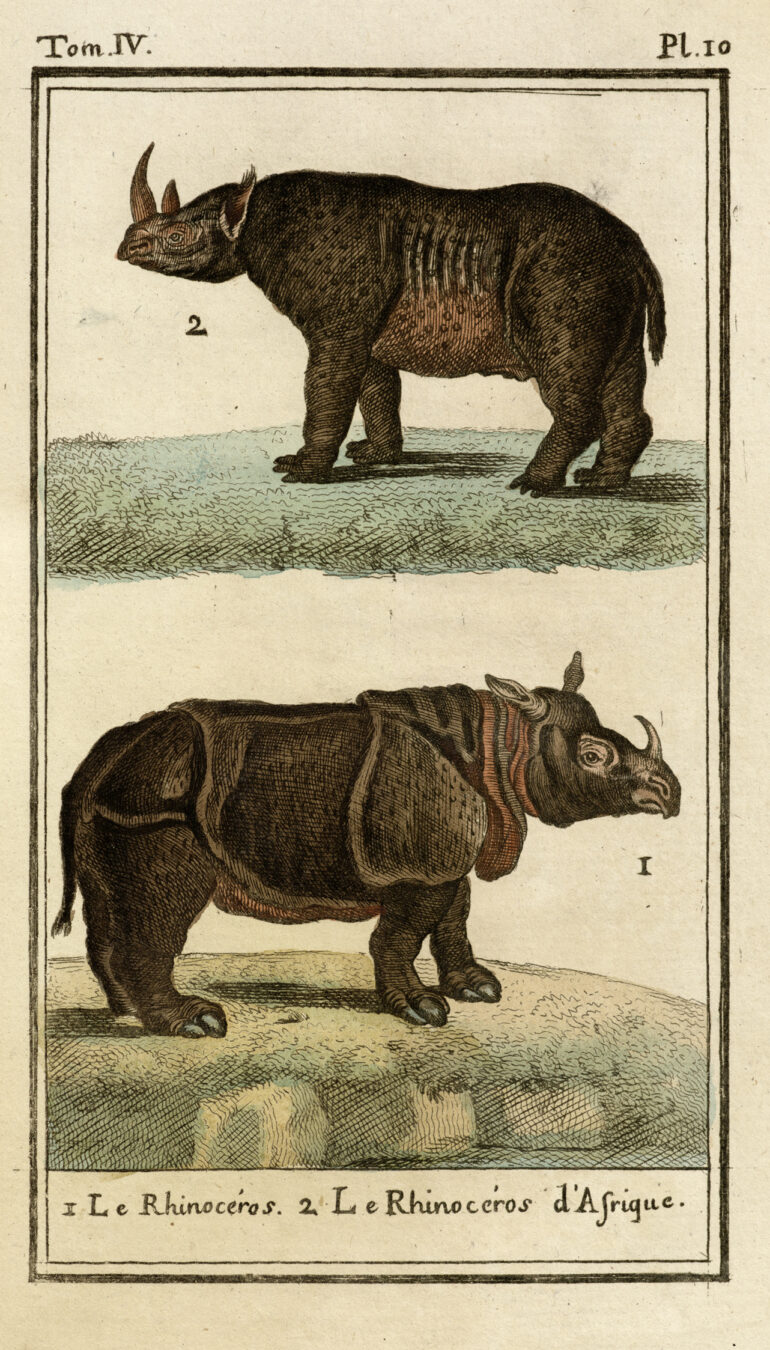 Gravures Rhinocéros collection Jim Monson N°181 BUFFON 1785 ref R 350