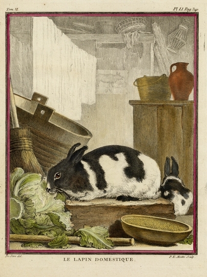 Gravures Rhinocéros collection Jim Monson N°141 BUFFON 1756 ref R 377