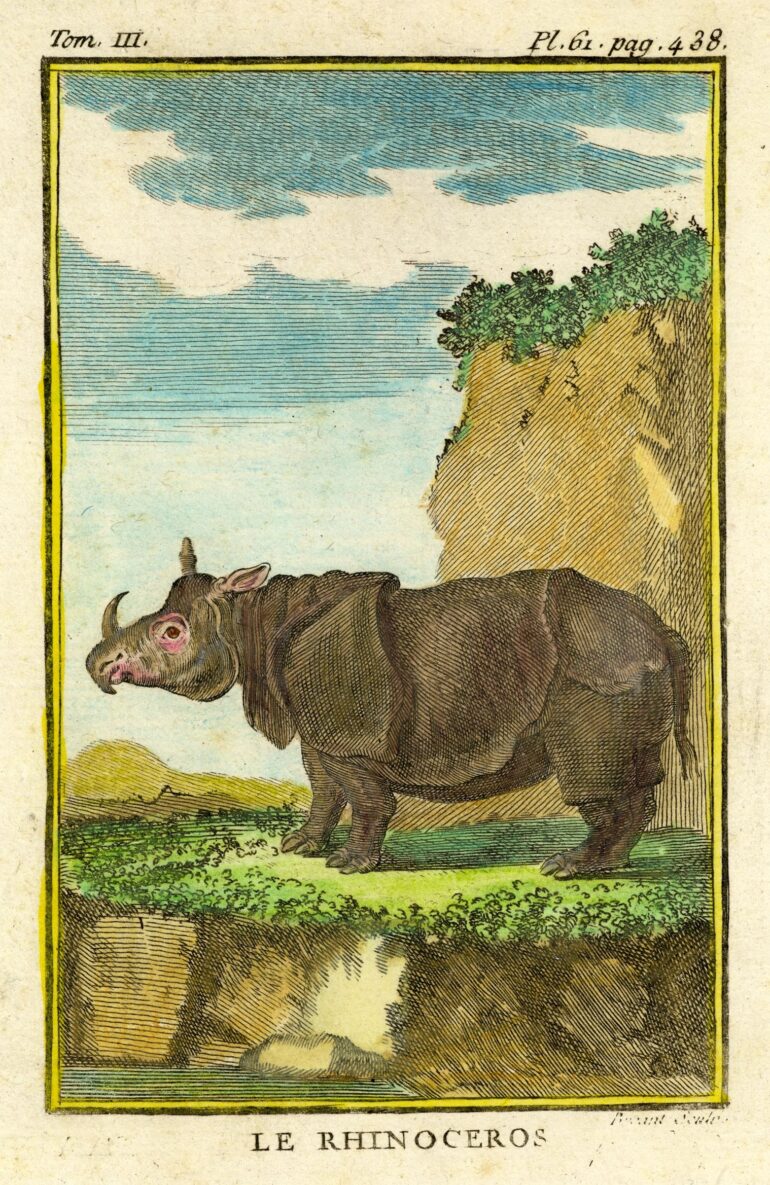 Gravures Rhinocéros collection Jim Monson N°151 BUFFON 1764ca ref R 183