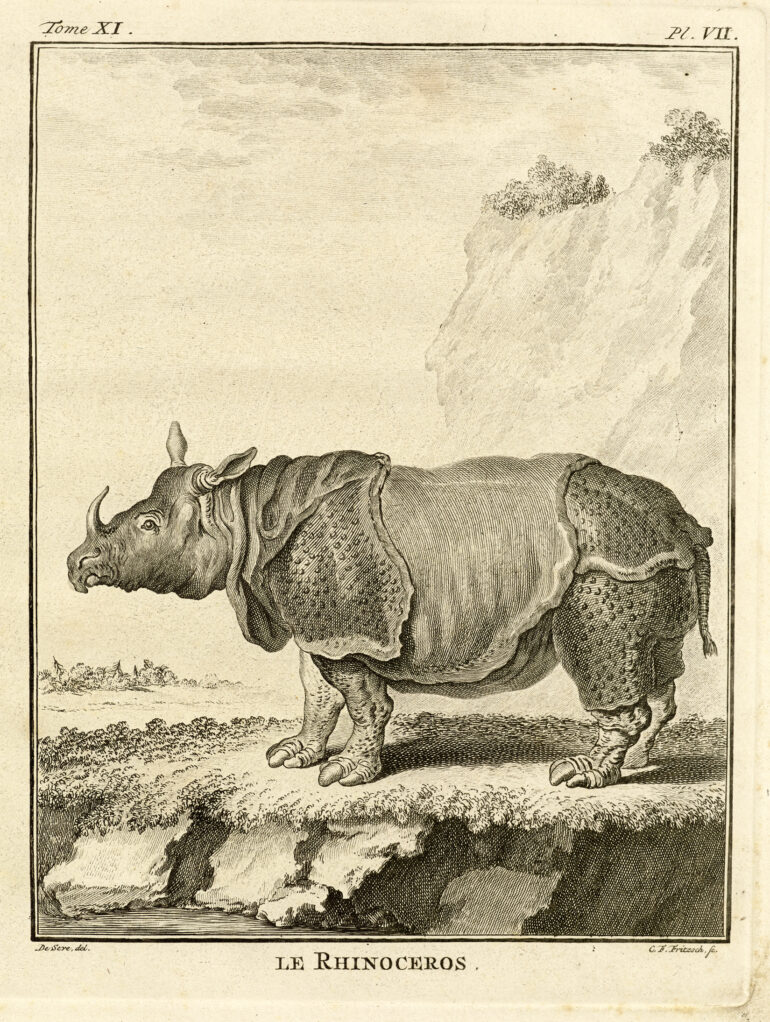 Gravures Rhinocéros collection Jim Monson N°153 BUFFON OUDRY 1764 ref R 143