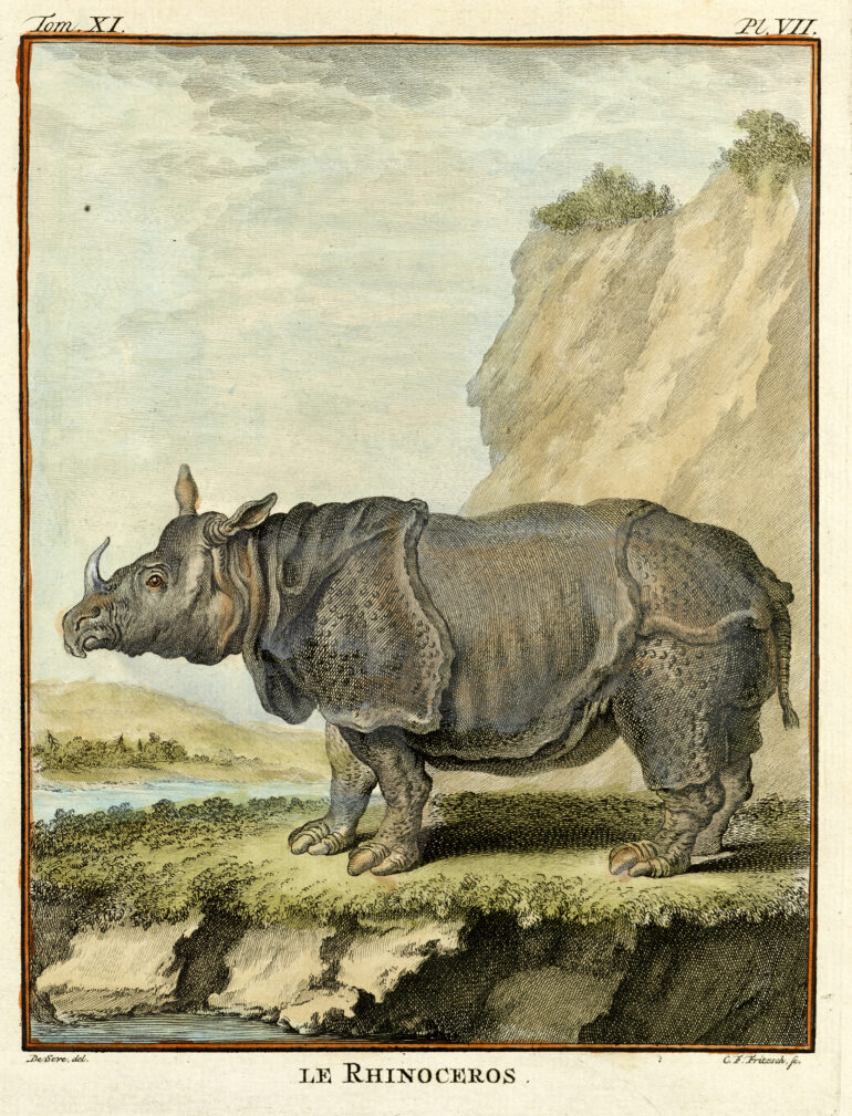 Gravures Rhinocéros collection Jim Monson N°154 BUFFON OUDRY 1764 ref R 336