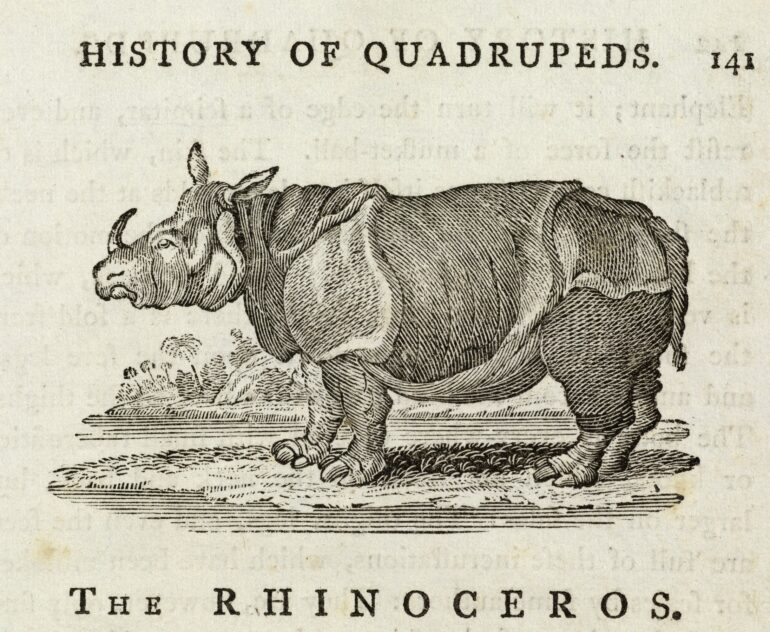 Gravures Rhinocéros collection Jim Monson N°186 BEWICK 1790 ref R 146
