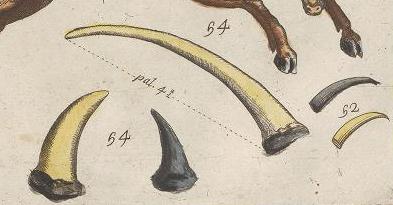 1773 Battarra Kirchero III plate detail Clara horn