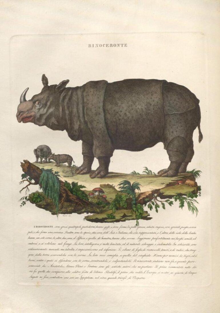 1843 Zoologia Morale plate of rhino