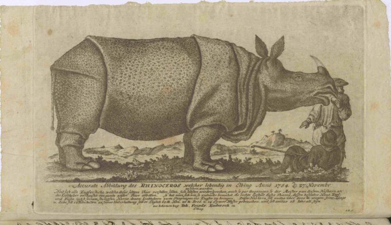 1754 Elblag Clara ZAM.492 457 NOSOROŻEC00001 AAsmall