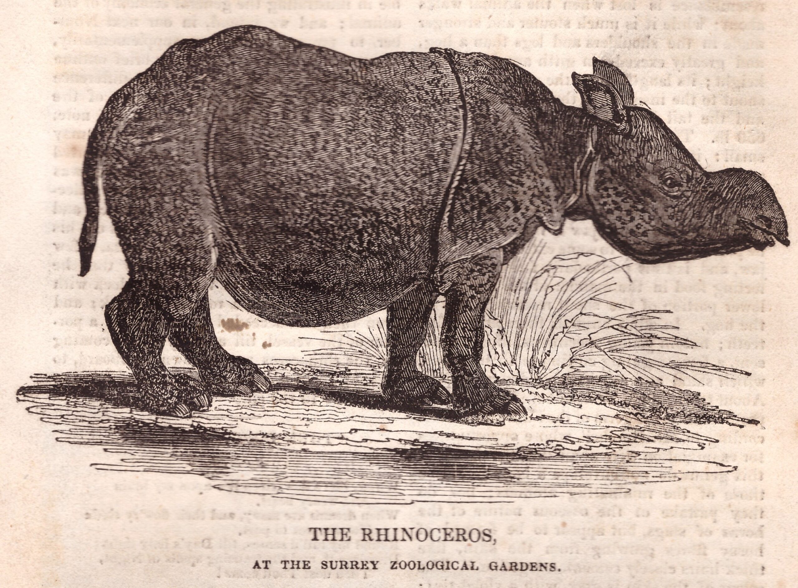 Surrey Zoo 1834